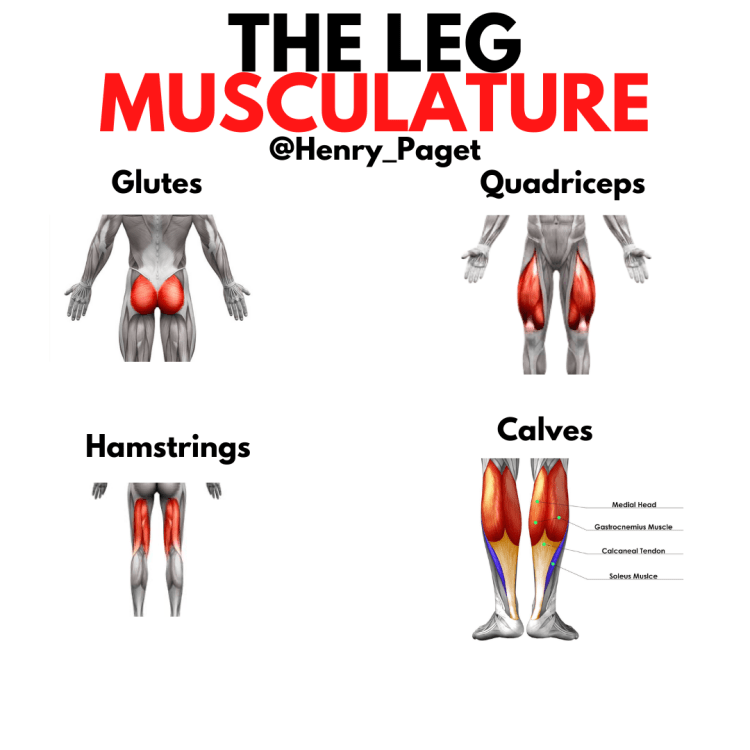 An infographic of the leg musculature. The very best exercises to strengthen your legs.