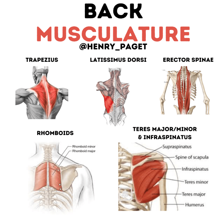 Back Musculature graphic